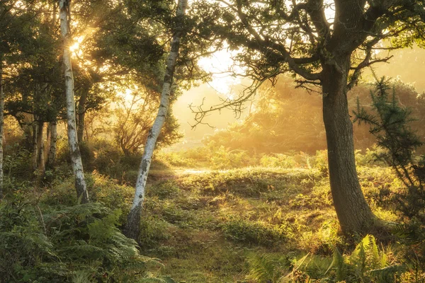 Fantastisk dawn sunrise landskap i dimmiga New Forest landsbygden — Stockfoto