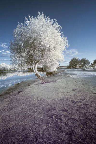 Infrared landscape of lake in Summer — Stock Photo, Image