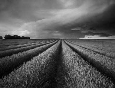 Stunning lavender field landscape Summer sunset in black and whi