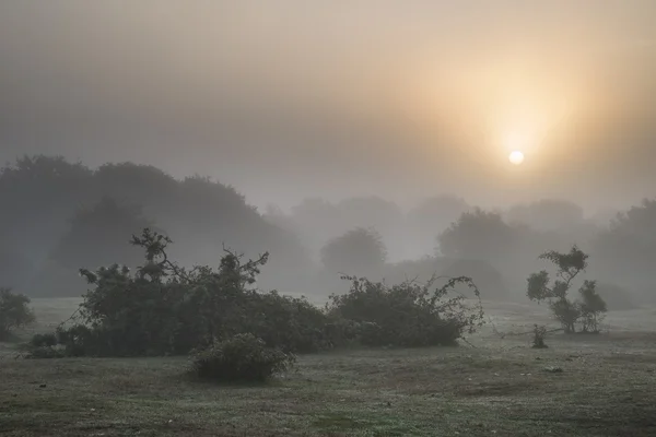 Impresionante amanecer paisaje de salida del sol en el nublado campo de New Forest — Foto de Stock