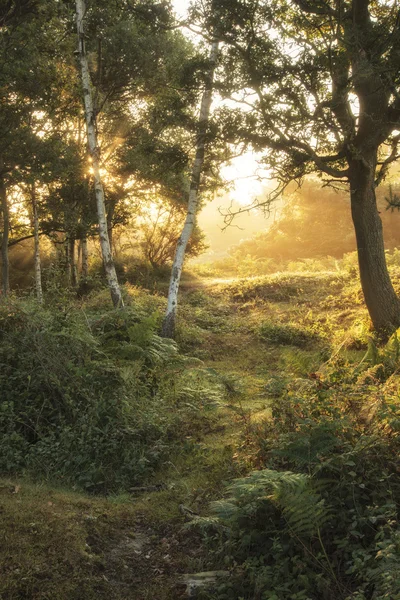 Atemberaubende Sonnenaufgangslandschaft in nebliger, neuer Waldlandschaft — Stockfoto