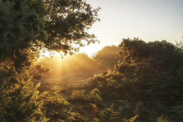 Stunning dawn sunrise landscape in misty New Forest countryside — Stock Photo, Image