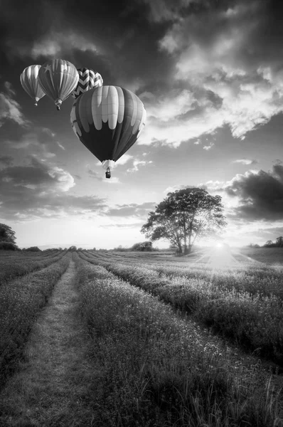 Hot air balloons flying over lavender landscape sunset in black — ストック写真