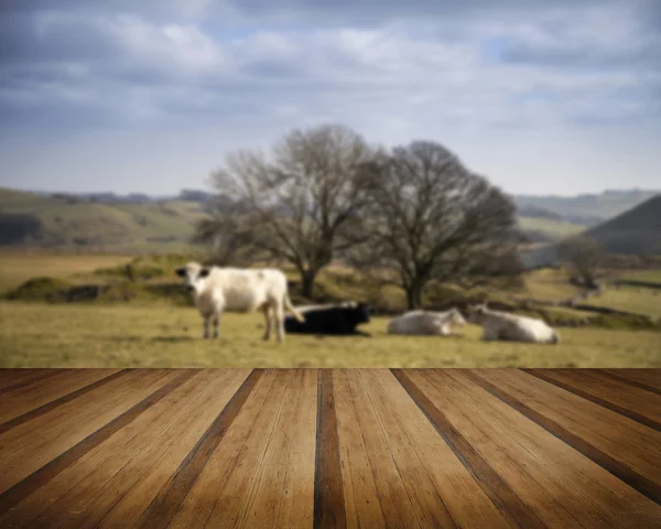 Cattle in Peak District UK landscape on sunny day concept image — Stock Photo, Image