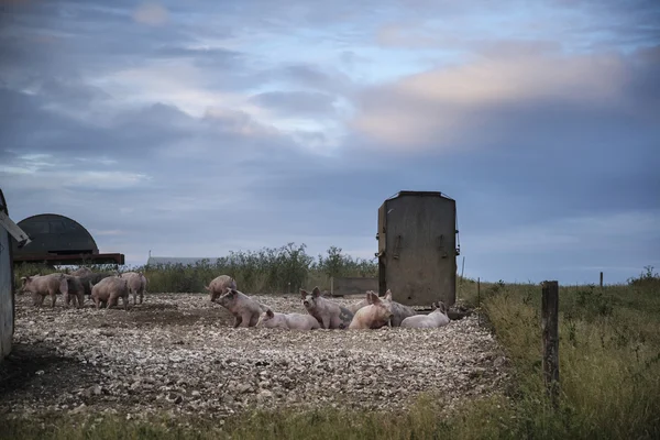 Pig farming on South Downs in Sussex landscape — Stock Photo, Image