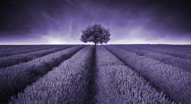 Beautiful image of lavender field landscape with single tree ton clipart