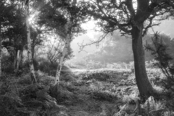 Stunning dawn sunrise landscape in misty New Forest countryside — Stock Photo, Image