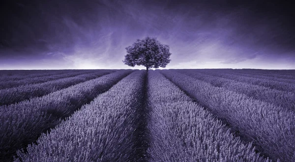 Hermosa imagen de paisaje de campo de lavanda con una sola tonelada de árbol — Foto de Stock