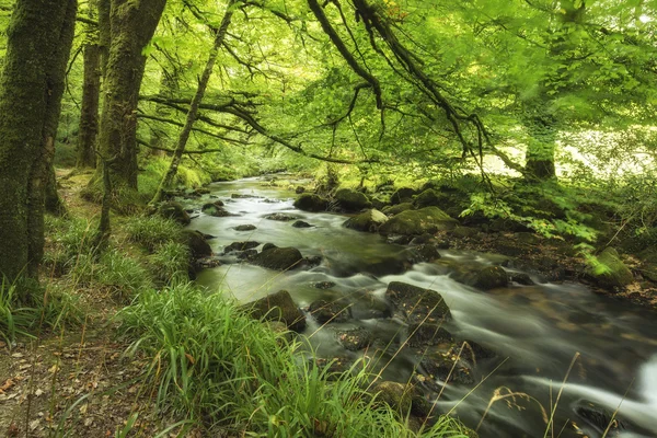 Golitha の緑豊かな森を流れる川の美しい風景 — ストック写真