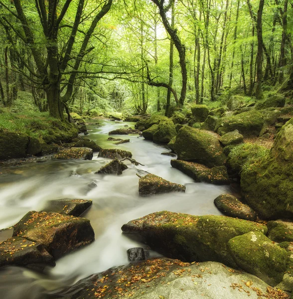 Yemyeşil orman Golitha akan nehrin güzel manzara — Stok fotoğraf