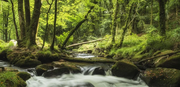 Golitha の緑豊かな森を流れる川の美しい風景 — ストック写真