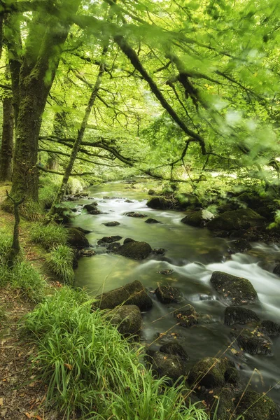 Beautiful landscape of river flowing through lush forest Golitha — Stock Photo, Image