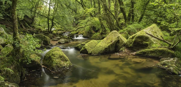 Golitha の緑豊かな森を流れる川の美しい風景 — ストック写真