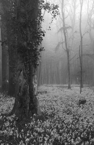 Vibrante tappeto BlueBell Primavera foresta nebbioso paesaggio in nero a — Foto Stock
