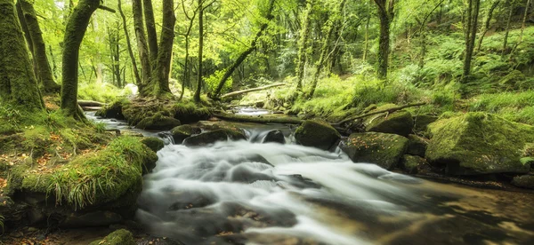 Beau paysage de rivière qui coule à travers la forêt luxuriante Golitha — Photo