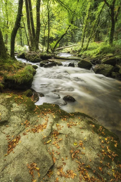 美丽的风景的河流流过，茂密的森林 Golitha — 图库照片