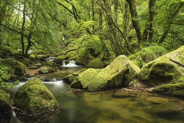 Vackra landskap med flod som rinner genom lummig skog Golitha — Stockfoto