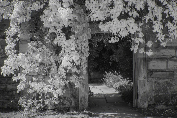 Bellissimo paesaggio in bianco e nero di fogliame che copre la porta — Foto Stock