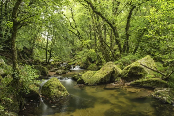 緑豊かな緑を流れる川の美しい風景 iamge — ストック写真