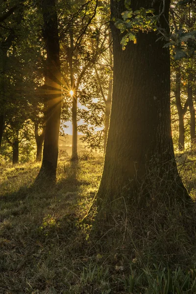 Красивые яркие осенние пейзажи леса сельской местности утром — стоковое фото