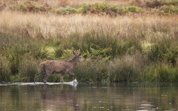 Red deer harem tijdens de herfst sleur gedwongen meer door hert — Stockfoto
