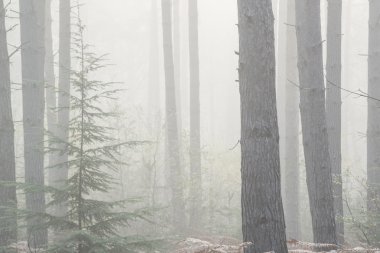 Sonbahar sonbahar manzara sisli sabah çam ormanı