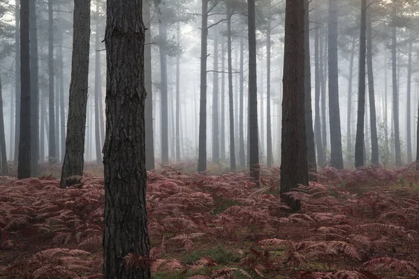 Kiefernwald Herbst Herbst Landschaft neblig Morgen — Stockfoto