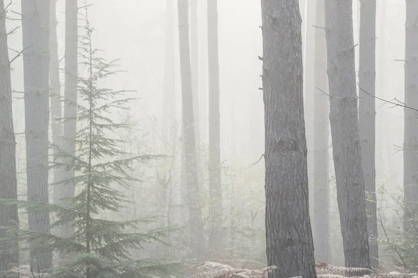 Πευκοδάσος φθινόπωρο φθινόπωρο τοπίο ομίχλη το πρωί — Φωτογραφία Αρχείου