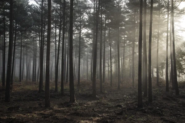Fenyves erdő őszi őszi táj Ködös reggel — Stock Fotó