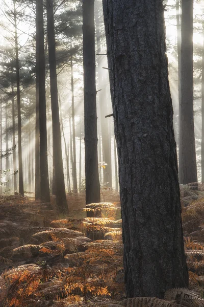 Bosque de pino Otoño Otoño Paisaje nebuloso mañana — Foto de Stock