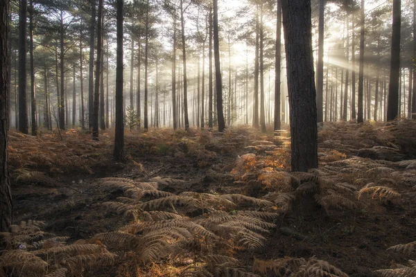 Borový les na podzim podzim krajina mlhavé ráno — Stock fotografie