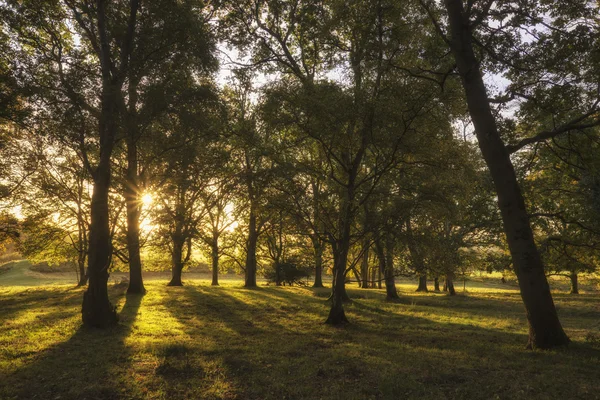 Krásné zářivé podzimní krajina lesnaté krajině ráno — Stock fotografie
