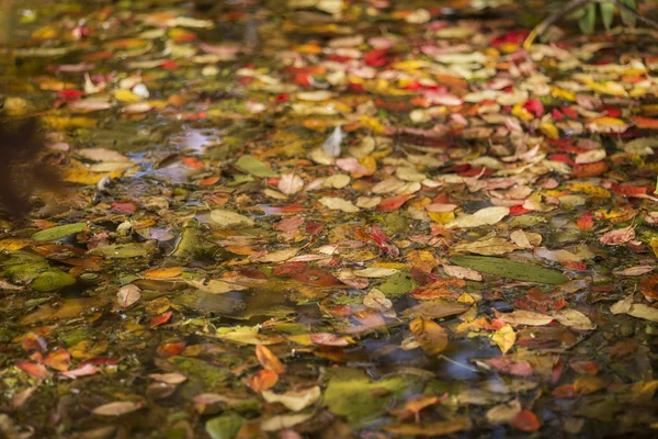 Vibrant Autumn Fall leaves floating in lake abstract landscape — Stock Photo, Image