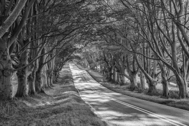 Siyah beyaz manzara resim sonbahar F ile giden yol