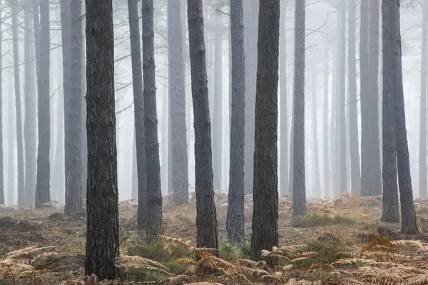 Сосновый лес осень Осеннее туманное утро — стоковое фото