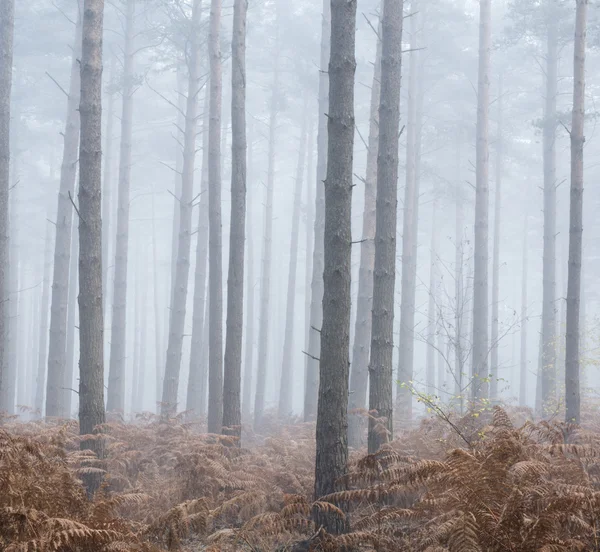 Las sosnowy jesienny jesień krajobraz mglisty poranek — Zdjęcie stockowe