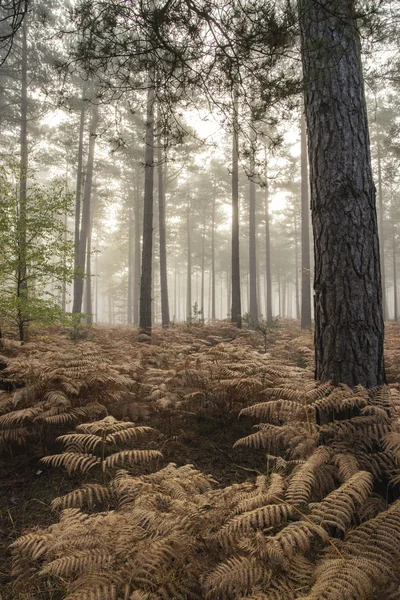 Tallskogen hösten hösten landskap Dimmig morgon — Stockfoto