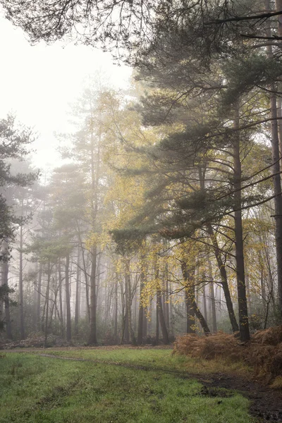 Pine forest Autumn Fall landscape foggy morning — Stock Photo, Image