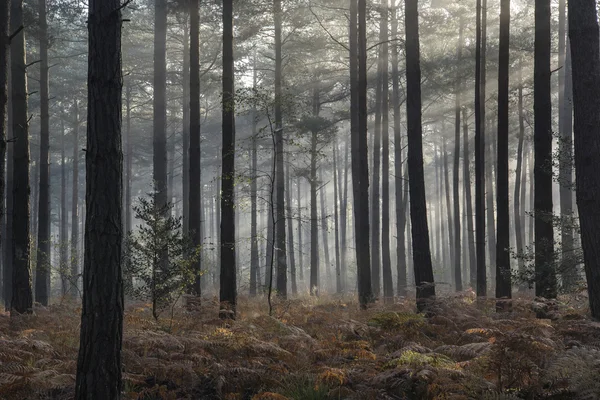 소나무 숲이을을 안개 아침 풍경 — 스톡 사진