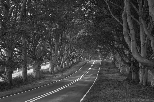 Imagen de paisaje en blanco y negro de la carretera que atraviesa el otoño F —  Fotos de Stock
