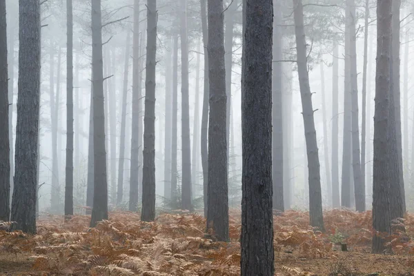 Pine forest Autumn Fall landscape foggy morning — Stock Photo, Image