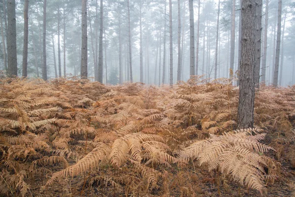 Autumn Fall landschap mistige ochtend dennenbos — Stockfoto