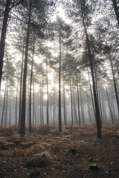 Tallskogen hösten hösten landskap Dimmig morgon — Stockfoto