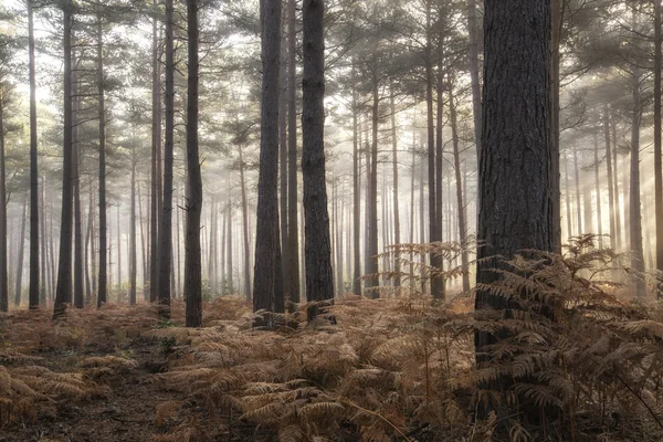 Fenyves erdő őszi őszi táj Ködös reggel — Stock Fotó