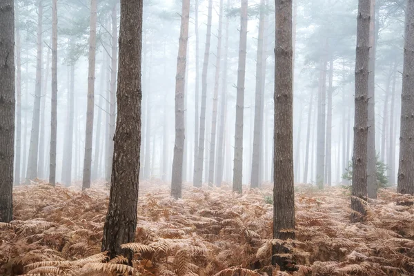 Borový les na podzim podzim krajina mlhavé ráno — Stock fotografie