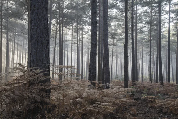 Borový les na podzim podzim krajina mlhavé ráno — Stock fotografie