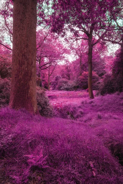 Boslandschap prachtig, surrealistisch, alternatieve en gekleurde — Stockfoto