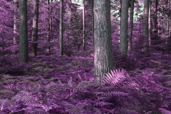 Schöne surreale abwechselnd farbige Waldlandschaft — Stockfoto