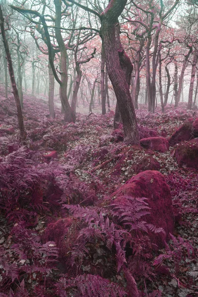 Vakkert surrealistisk alternativt fargerikt skoglandskap – stockfoto