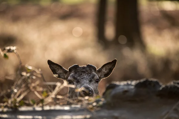 Junges Rothirsch-Männchen mit neuem Geweih — Stockfoto